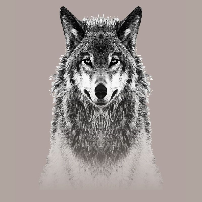 wolf real dog wolves she-wolf pack wolf pack animal
