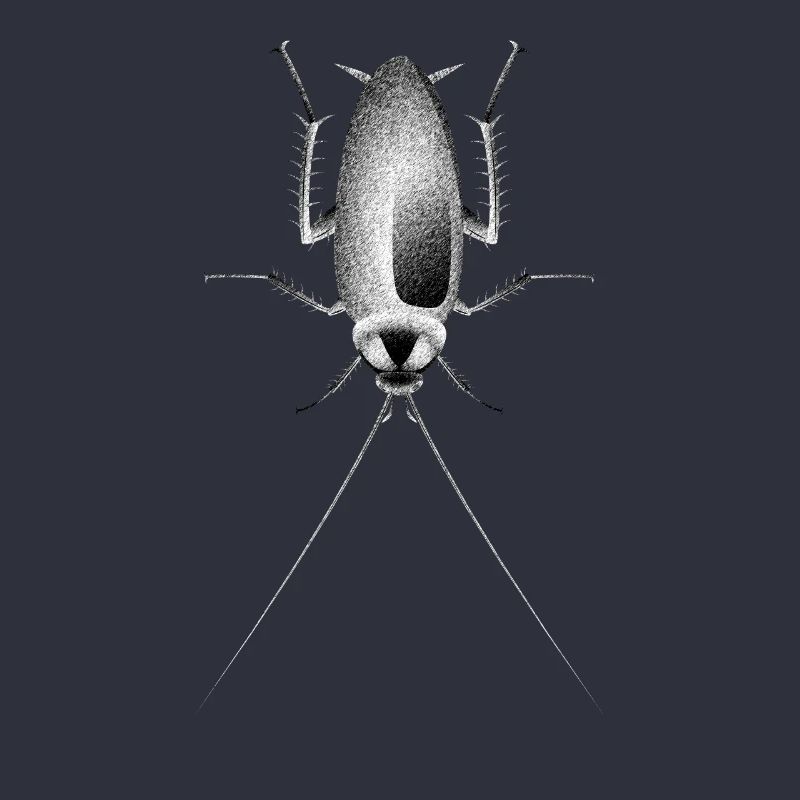Cockroach Cockroach Insect Bug Black White