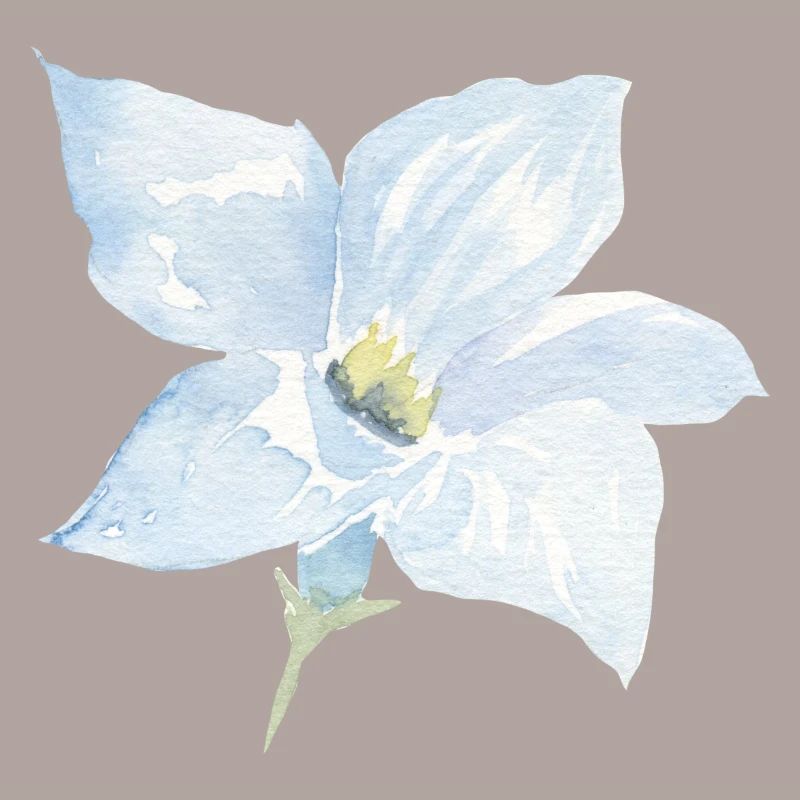 Blume