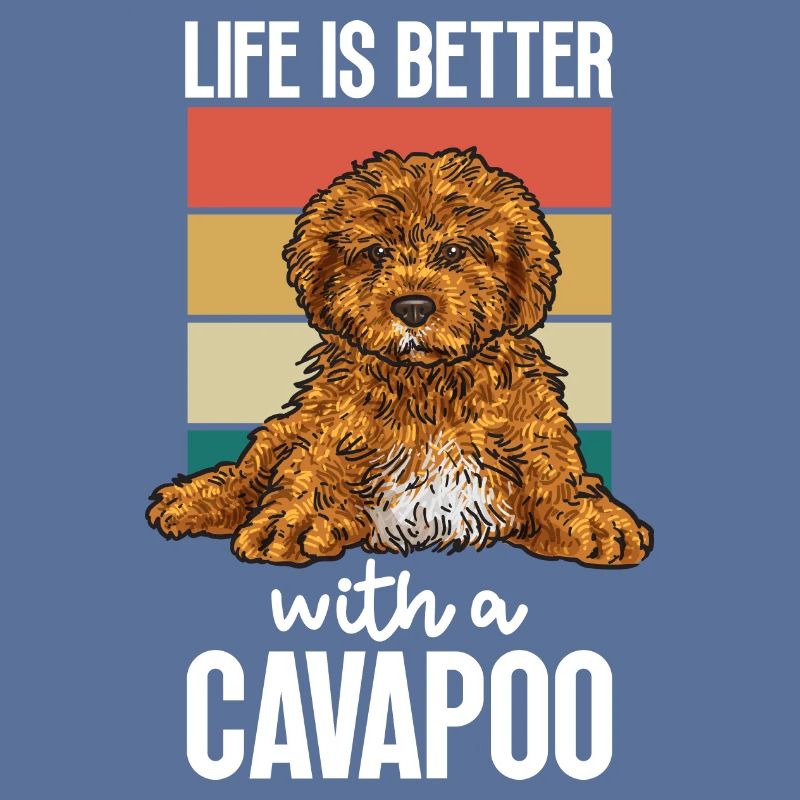 Cavapoo Cavoodle Capoodle Dog
