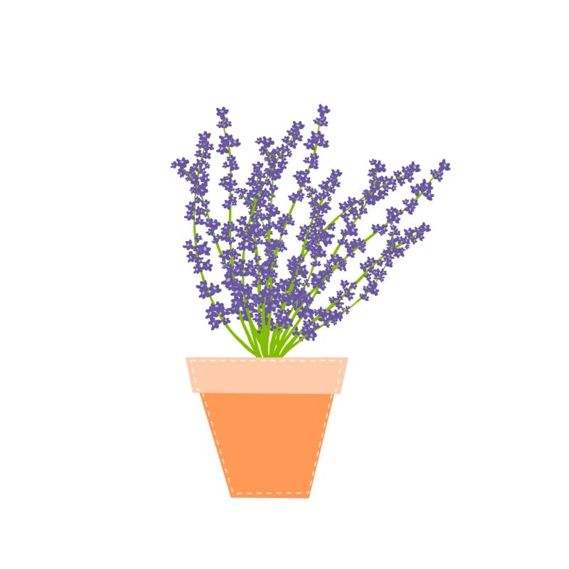 Lavender