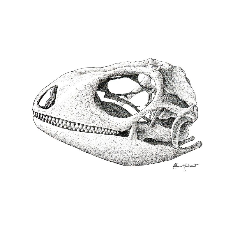 Teiú Lizard Skull - Ink