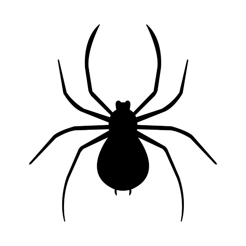 Spinne