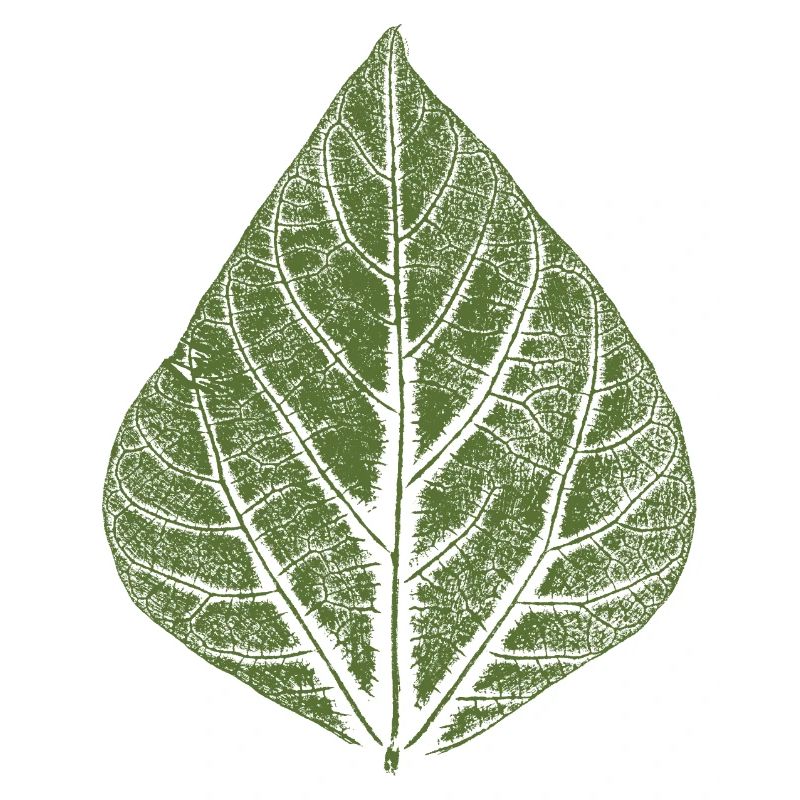 Haricot feuille