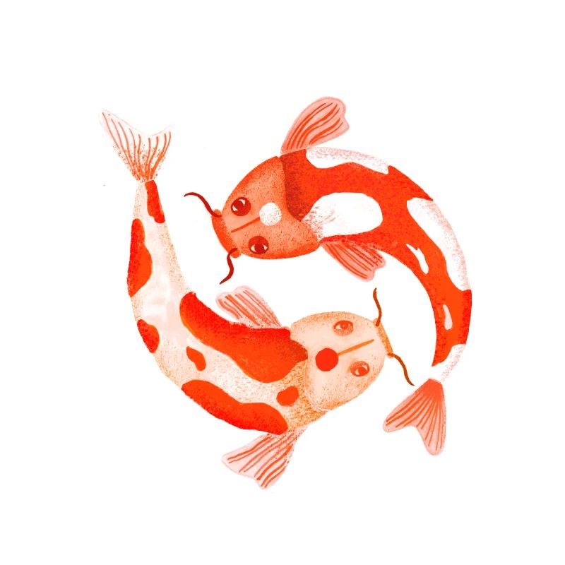 Koi