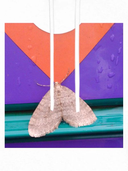  Geometric Moth 