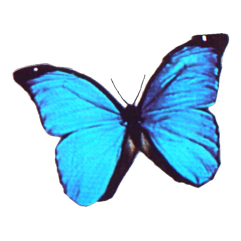 Papillon Morpho 5