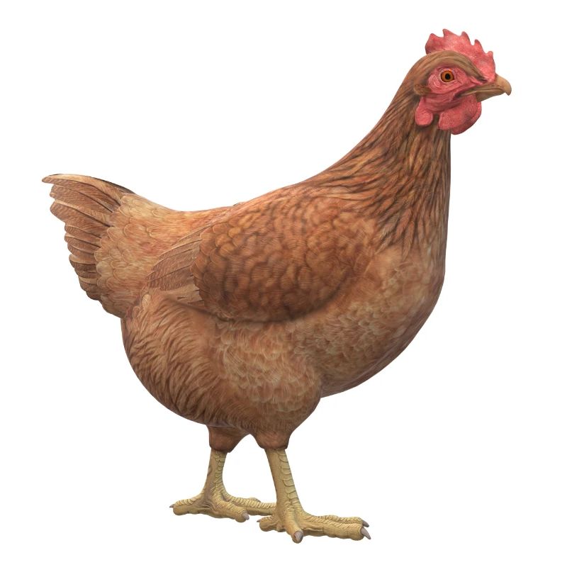 3D Huhn