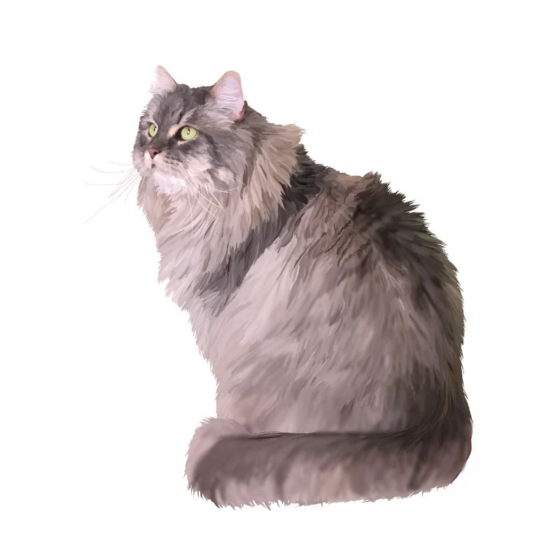 Chat