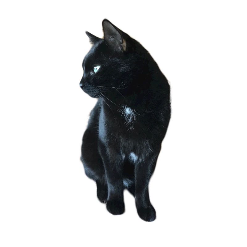 Schwarze Katze
