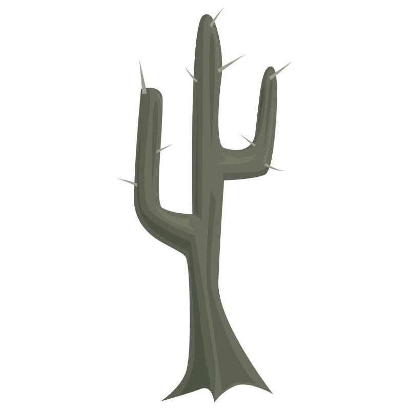 cactus cactus cactus cactus Mexique mexiko48
