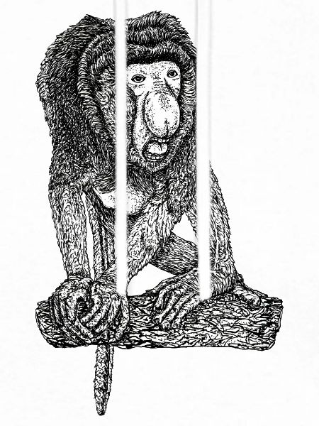proboscis monkey
