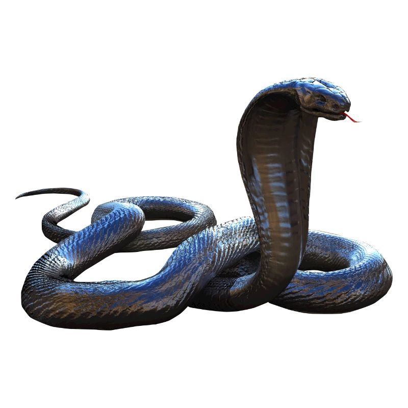 Viper snake