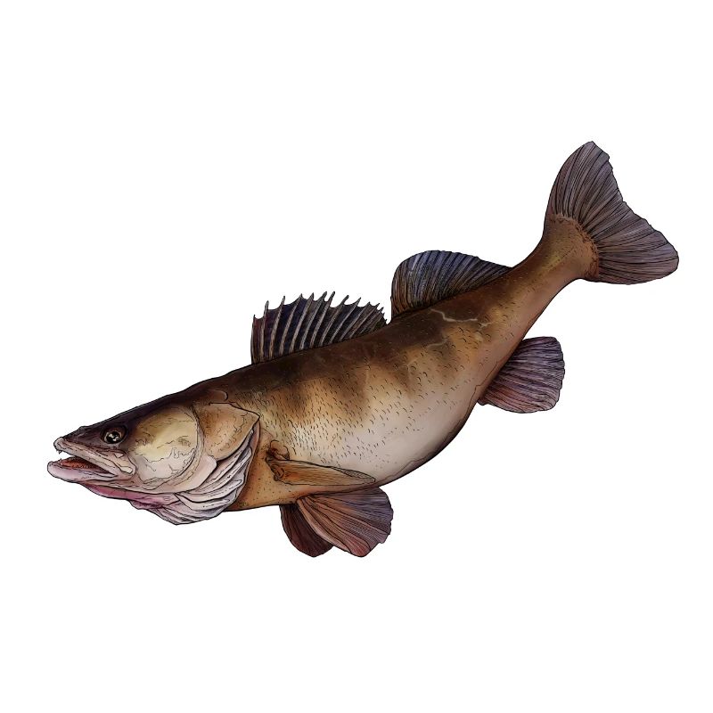 zander