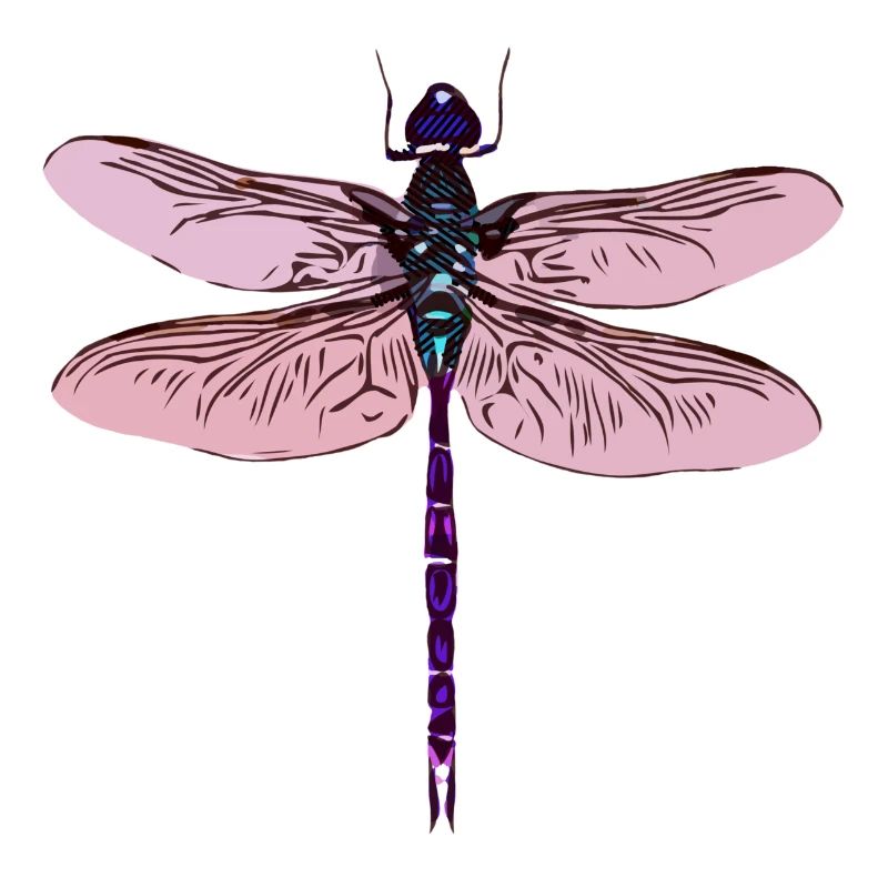 Dragonfly Dragonfly