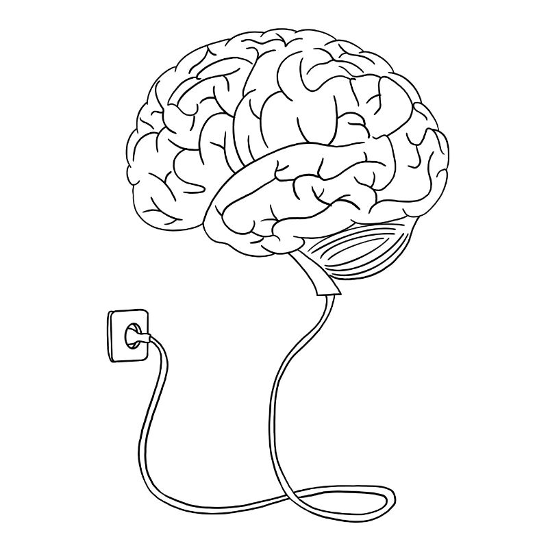 Brain anatomy
