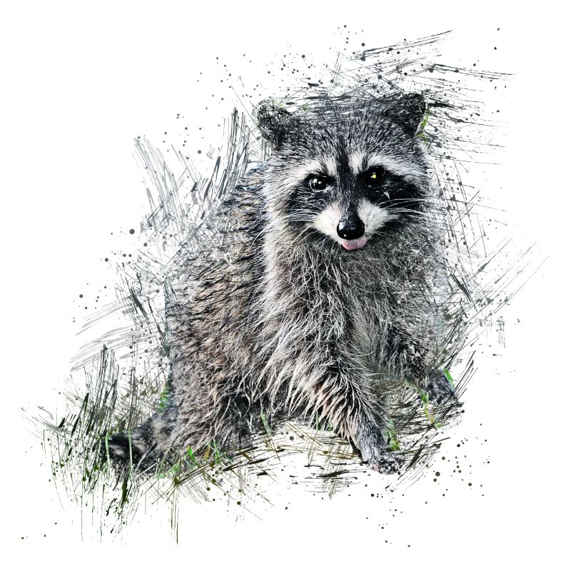 Waschbär