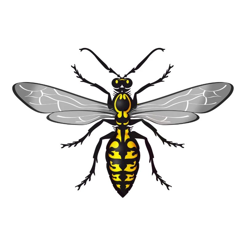 wasp