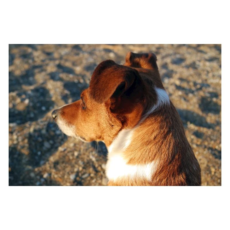 Profil eines Hundes am Strand mit Blick auf das Meer