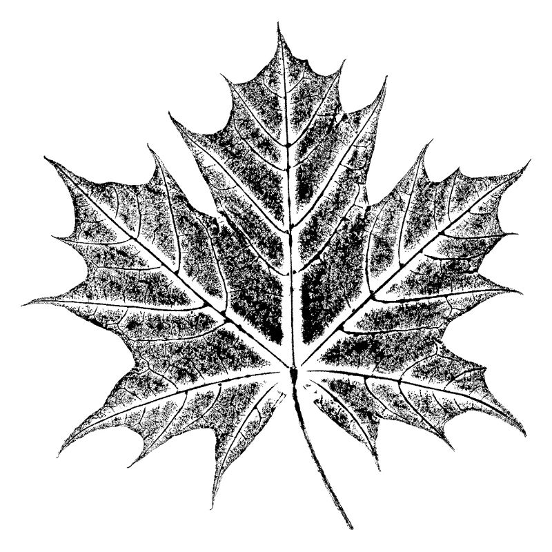 Feuille d’érable / Feuilles imprimées / Forêt et nature