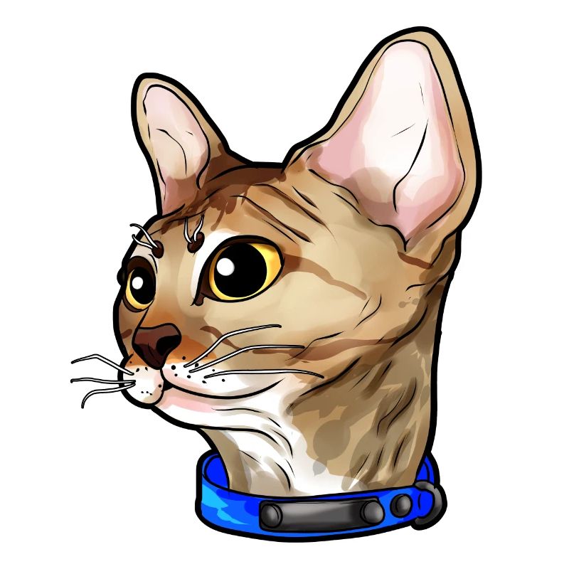 Devon Rex Chat Visage de Chat Amour