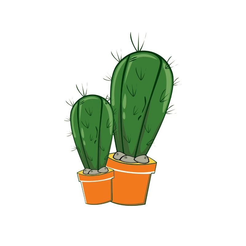 prickly beautiful cactus cactus