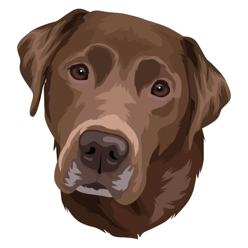 Labrador brown head