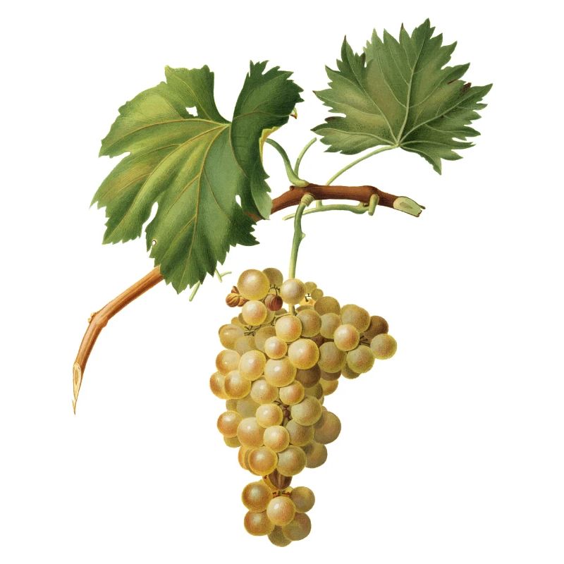 Grappe de raisins