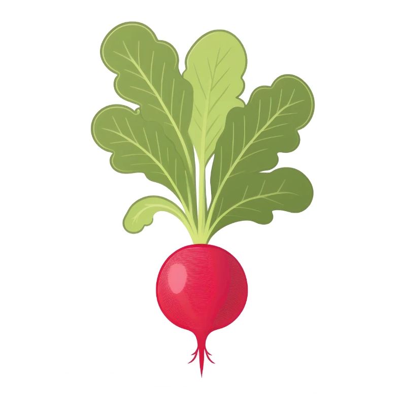 Radish