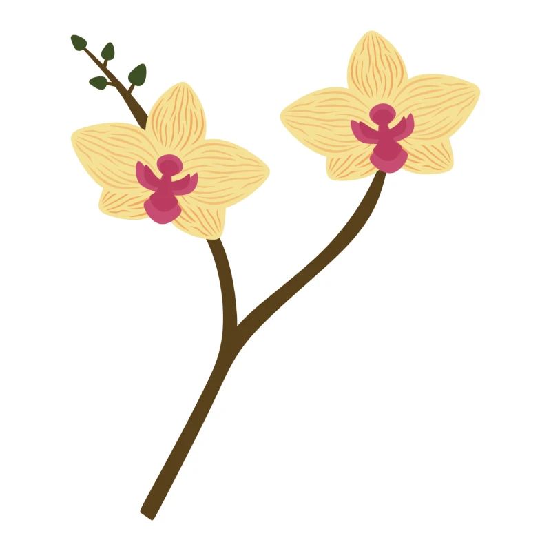 Gelbe Orchidee