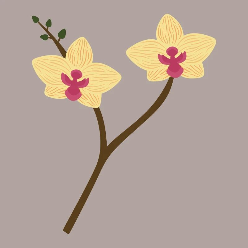 Orchidea gialla