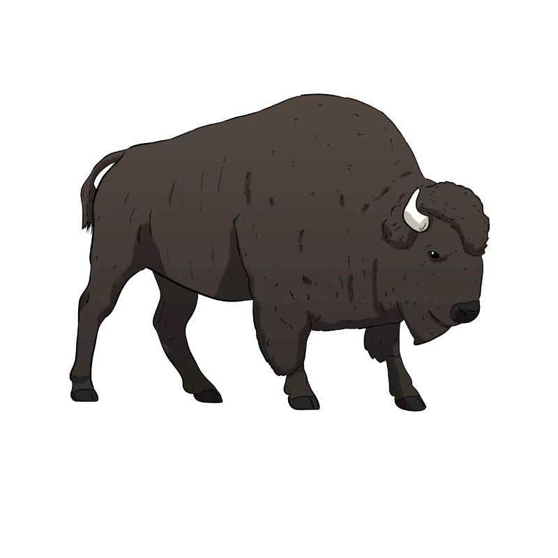 Buffle de bison