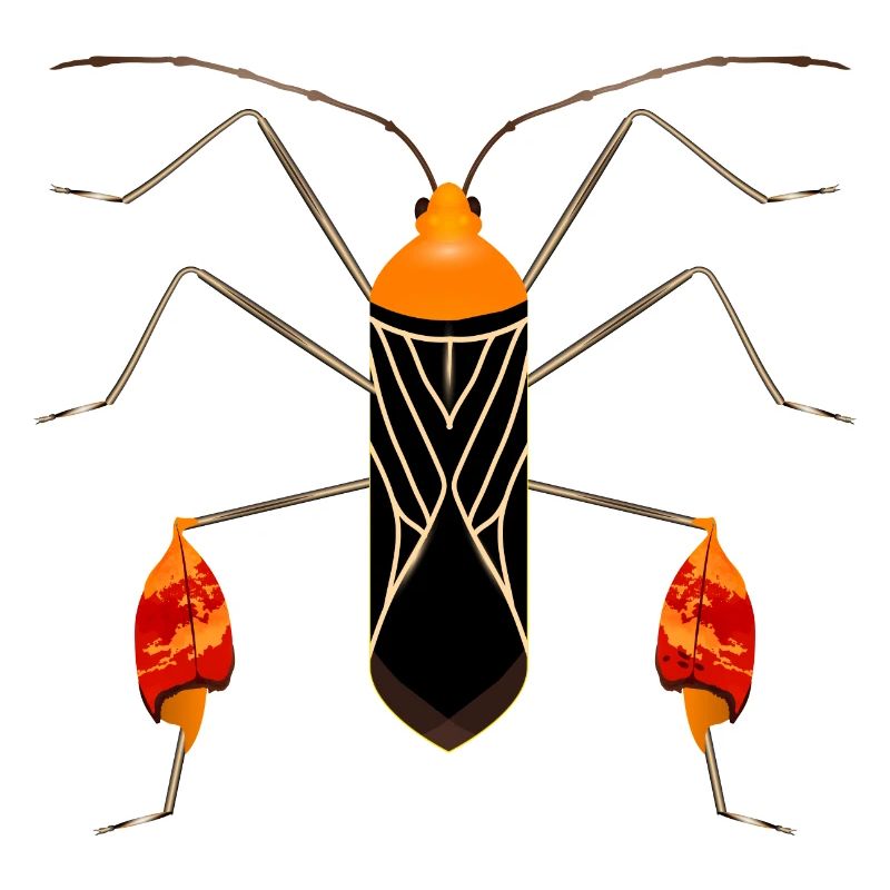 Anisoscelis alipes leaf-footed bug exotic insect