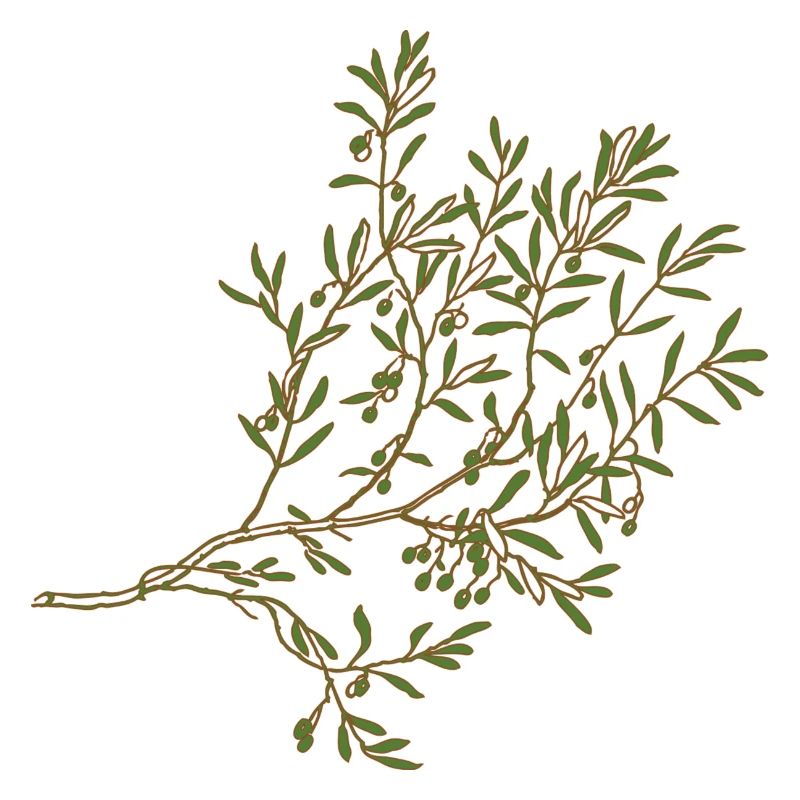 Olive tree