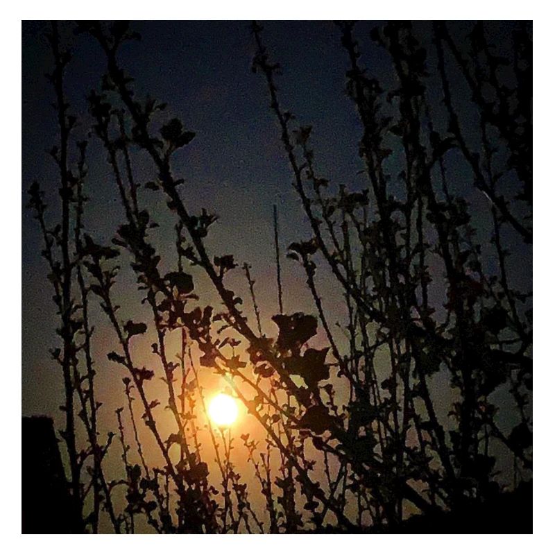 Mond