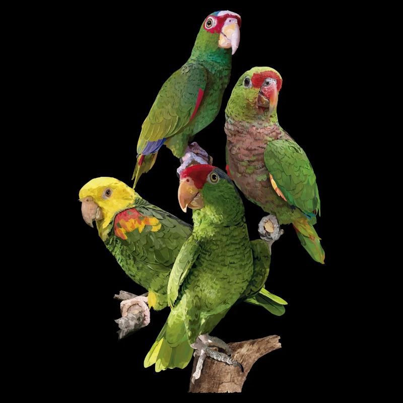 Papageien aus dem Amazonas