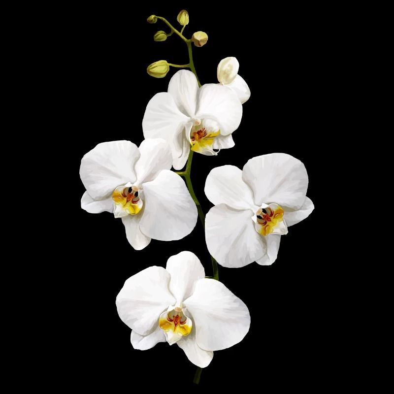 Orchidées