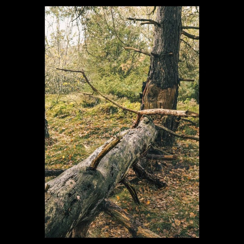 Summer forest