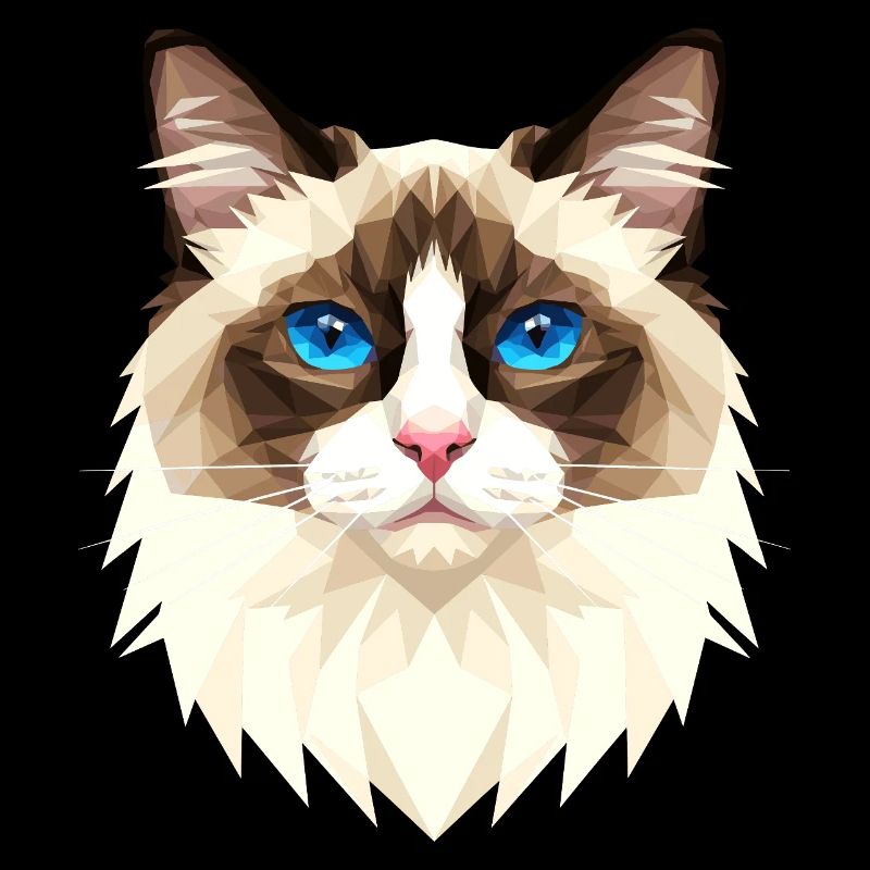 Ragdoll Chat Ragdoll Chat Mignons Chats Ragdoll