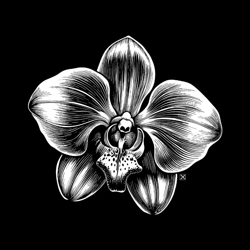 Orchidée