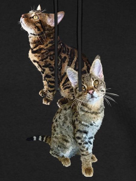 Tabby