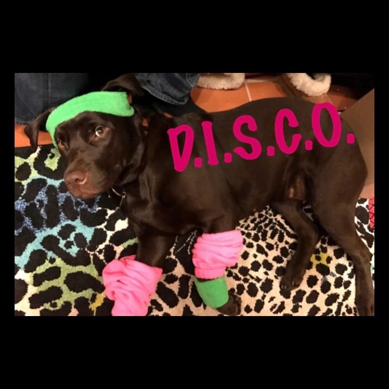Disco dog