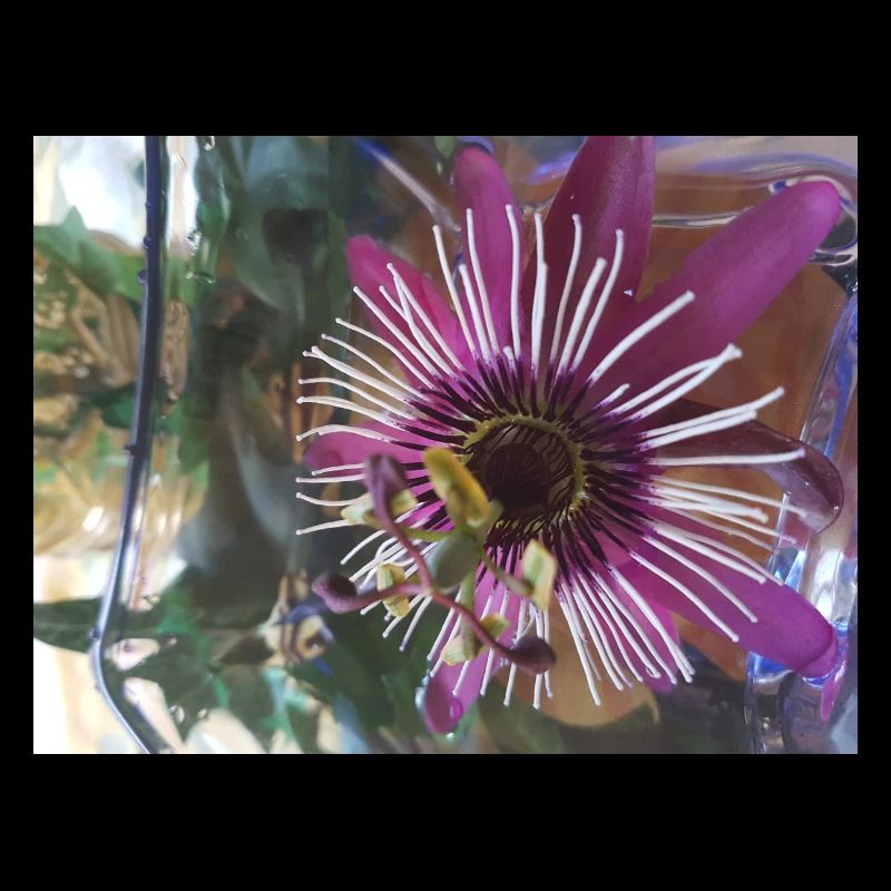 Passionsblume