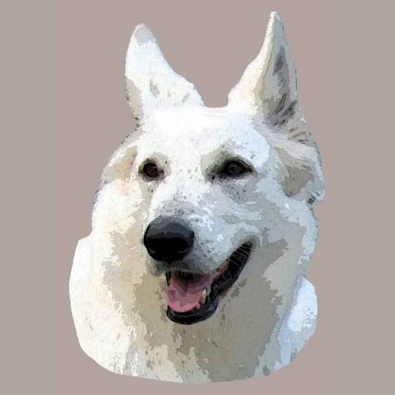 Weißer Schäferhund
