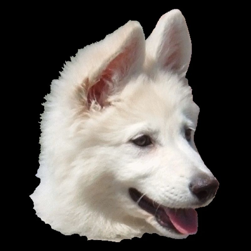Chiot