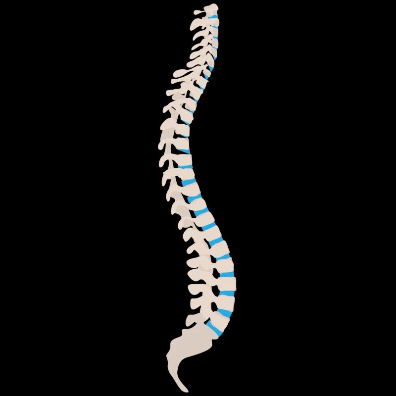 skeleton skelett bones knochen skull schaedel22