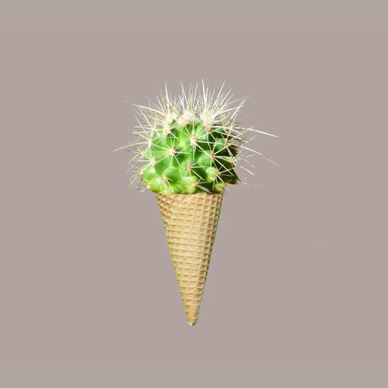 Kaktus Eis