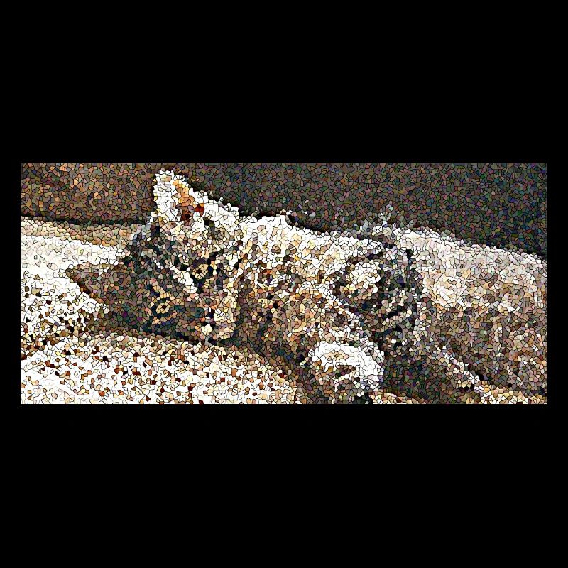 Tigrou le petit chat