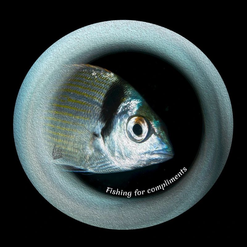 Bulls-eye Fish