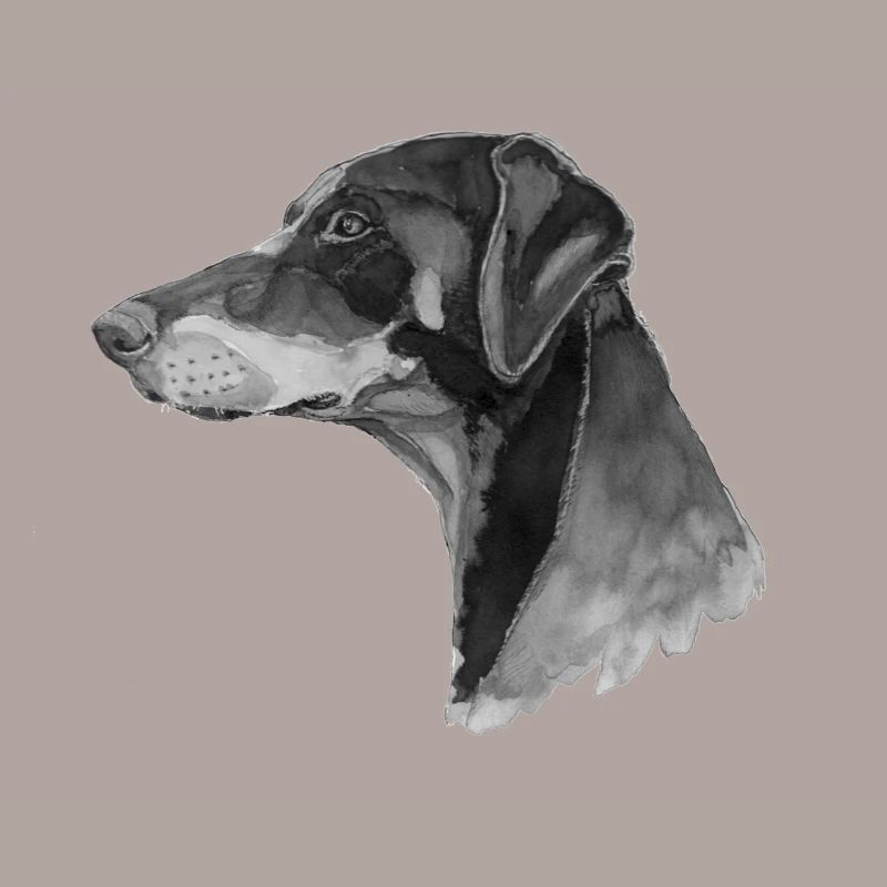 Doberman Pincher